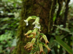 Microchilus