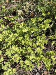 Euphorbia crenulata