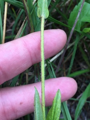 Penstemon tenuiflorus