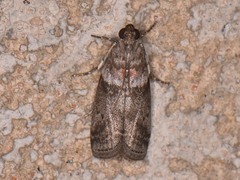 Sciota subfuscella