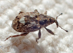 Sibinia maculata