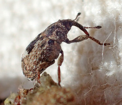 Sibinia maculata