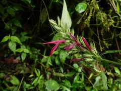 Dianthera secunda