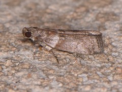 Sciota subfuscella