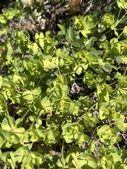 Euphorbia crenulata