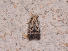 Neodactylota liguritrix