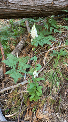 Digitalis lutea