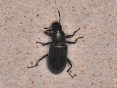Xylopinus saperdoides