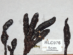 Xylaria globosa