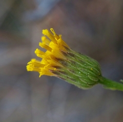 Erigeron reductus angustatus