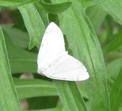 Lomographa bimaculata