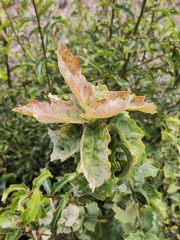 Quercus vaseyana