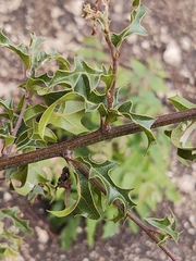 Quercus vaseyana