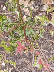 Quercus vaseyana
