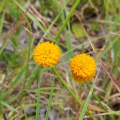 Polygala lutea