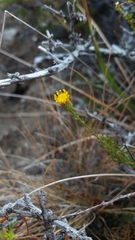 Erigeron reductus angustatus