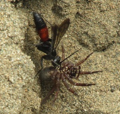 Anoplius viaticus