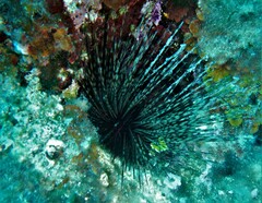 Centrostephanus longispinus