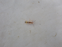 Malthinus seriepunctatus