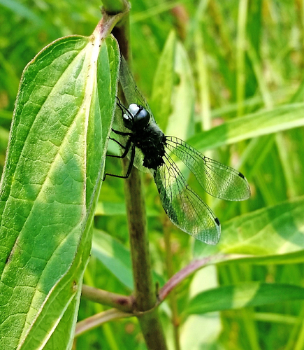 Dot-tailed Whiteface (Leucorrhinia intacta), a species recorded in Vermont