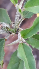 Tetramorium walshi