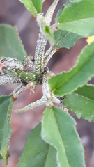 Tetramorium walshi