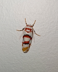 Cyana cruentata