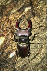 Lucanus cervus turcicus