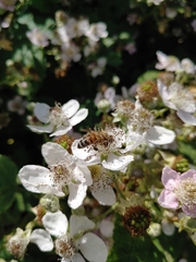 Apis mellifera