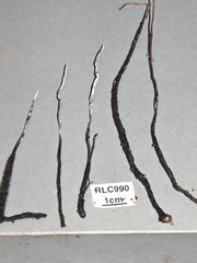 Xylaria ianthinovelutina