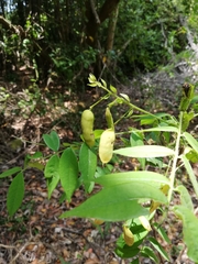 Senna stipulacea