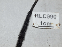 Xylaria ianthinovelutina