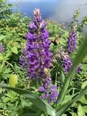 Bombus borealis image