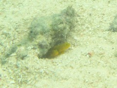 Cryptocentrus cinctus