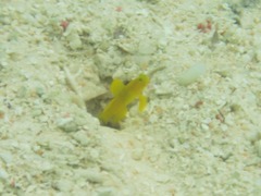 Cryptocentrus cinctus
