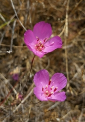 Clarkia rubicunda
