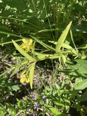 Lysimachia quadriflora
