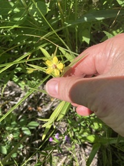 Lysimachia quadriflora