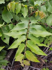 Juglans mollis