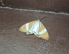 Utetheisa abraxoides