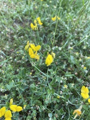Lotus corniculatus