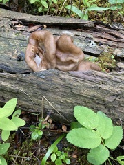 Discinaceae
