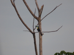 Ramphastos vitellinus