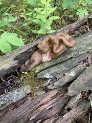 Discinaceae