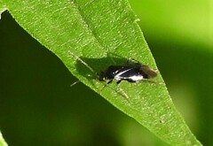 Slaterocoris