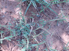 Tragus berteronianus