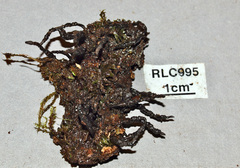 Xylaria cristata