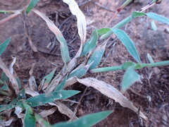 Tragus berteronianus