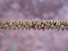 Tragus berteronianus