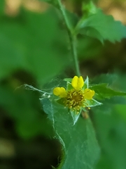 Geum × catlingii